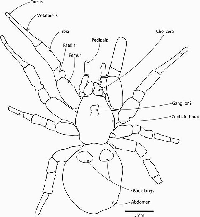 Fossils of an ancient ''giant'' spider discovered in Australia: this photo will make you rejoice in the fact that it disappeared millions of years ago