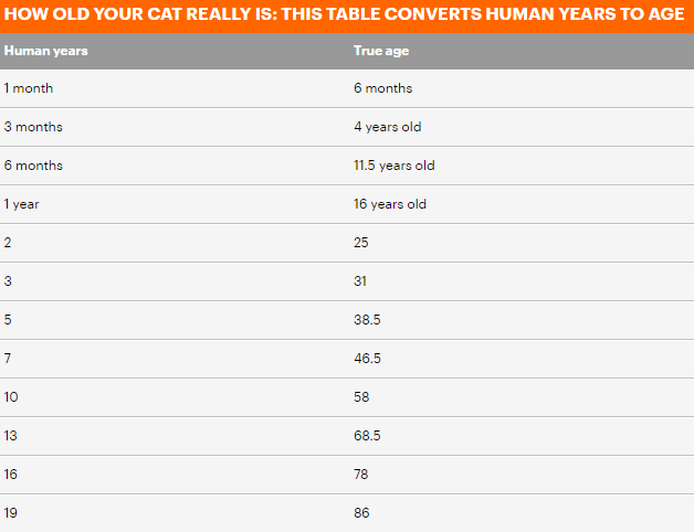 Ile lat naprawdę ma twój kot? Naukowcy stworzyli specjalny kalkulator