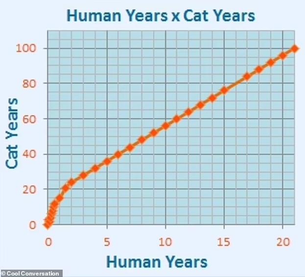 Ile lat naprawdę ma twój kot? Naukowcy stworzyli specjalny kalkulator