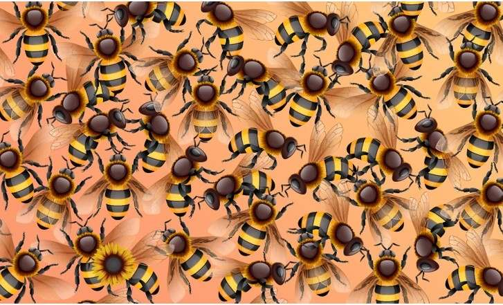 Only 5% of people can see sunflowers among bees: a difficult puzzle