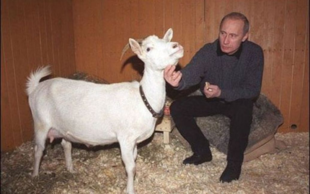 Koza, traktor i piramida arbuzów: 5 upokarzających prezentów urodzinowych dla Putina, z których śmiał się cały świat