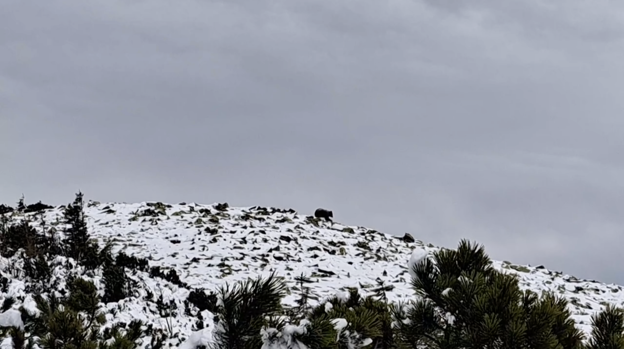 This lone tourist came across a huge bear in the Carpathian mountains. Video of the encounter