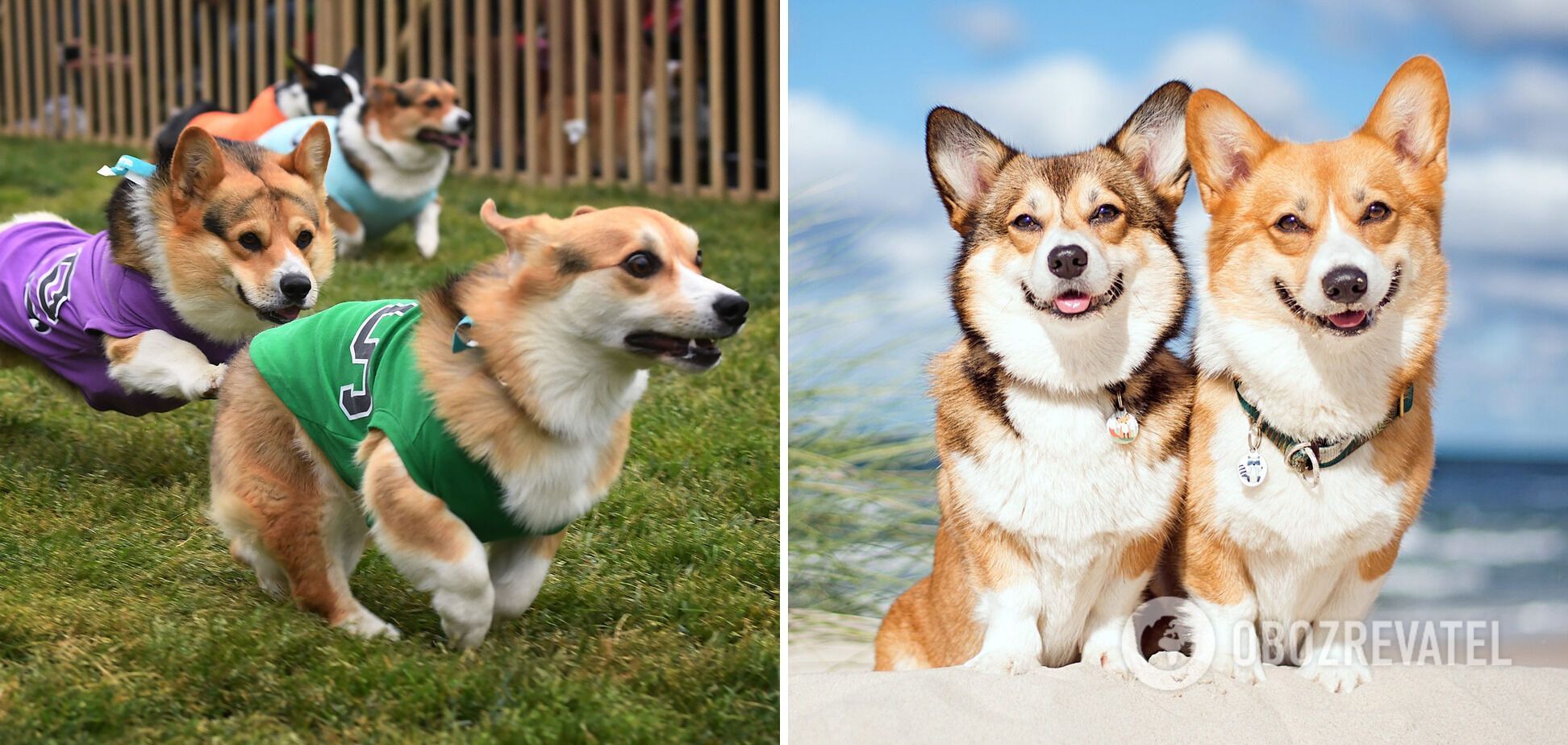 What dogs are the easiest to train: breeds and photos