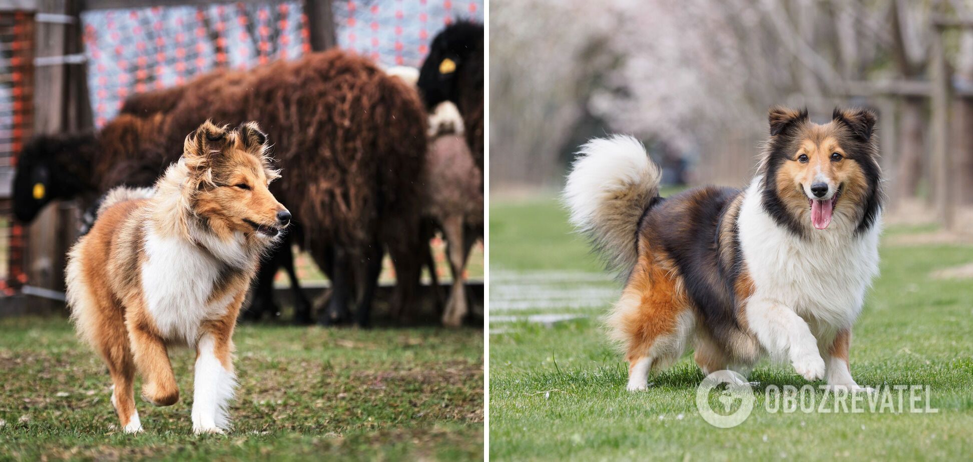 What dogs are the easiest to train: breeds and photos