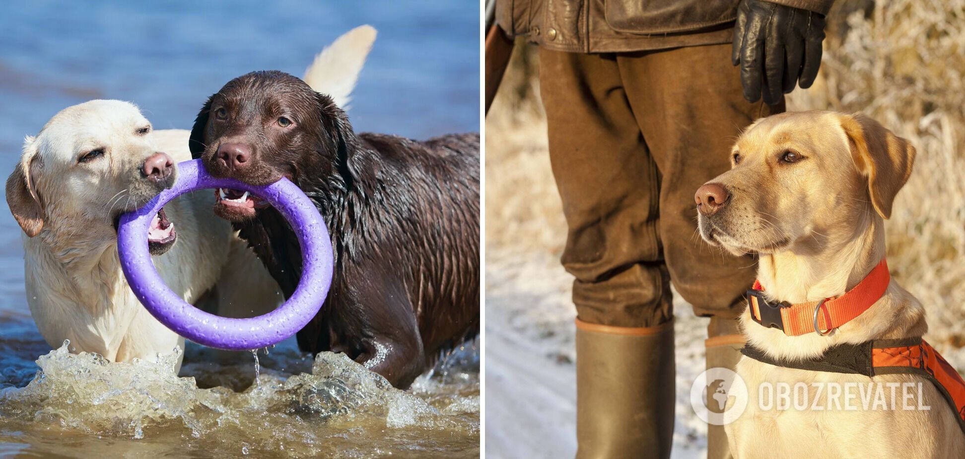 What dogs are the easiest to train: breeds and photos