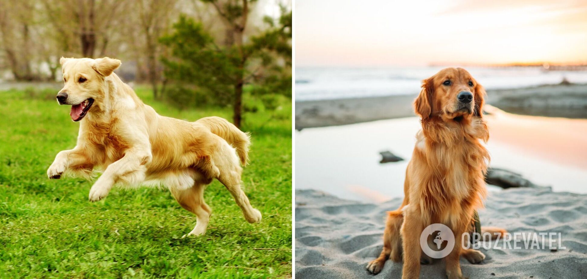 What dogs are the easiest to train: breeds and photos