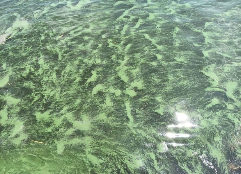 Już nie czarne: morze w Odessie ''zakwitło'' z powodu toksycznych bakterii, eksperci wyjaśnili przyczynę. Zdjęcie