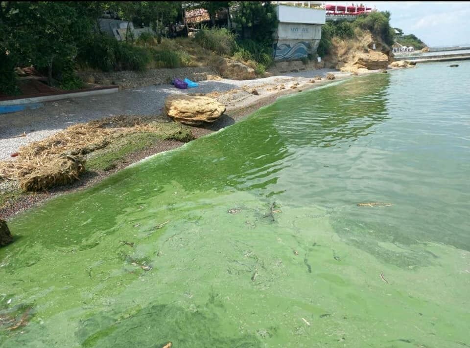 Już nie czarne: morze w Odessie ''zakwitło'' z powodu toksycznych bakterii, eksperci wyjaśnili przyczynę. Zdjęcie