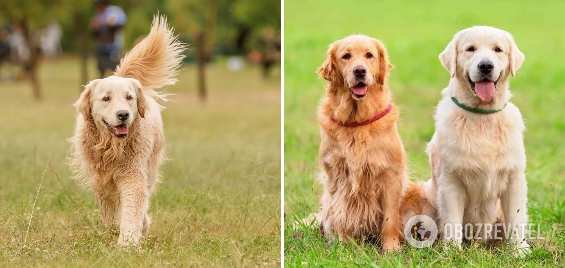 What dog breeds are the smartest: list and photos