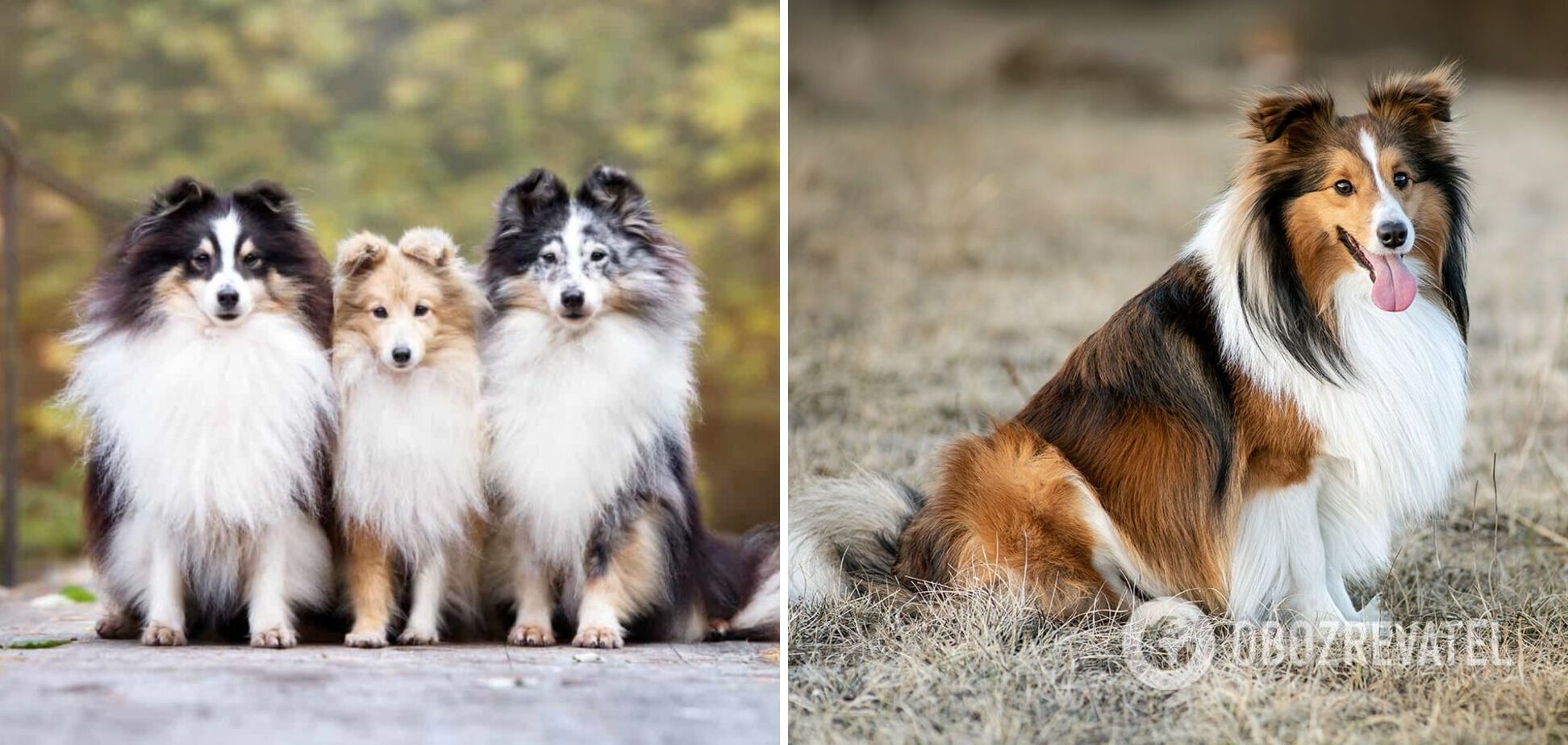 What dog breeds are the smartest: list and photos
