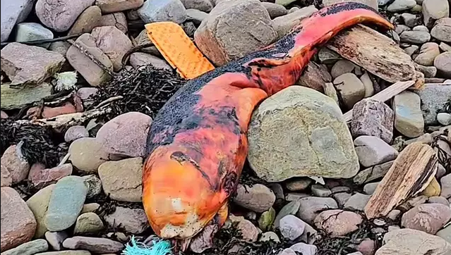 Creepy orange creature washed up on Britain's coast, leaving experts puzzled