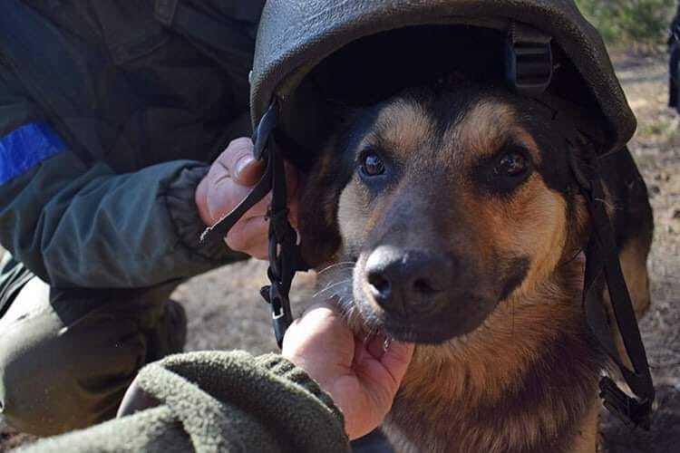 Bayraktar the dog serves in the National Guard