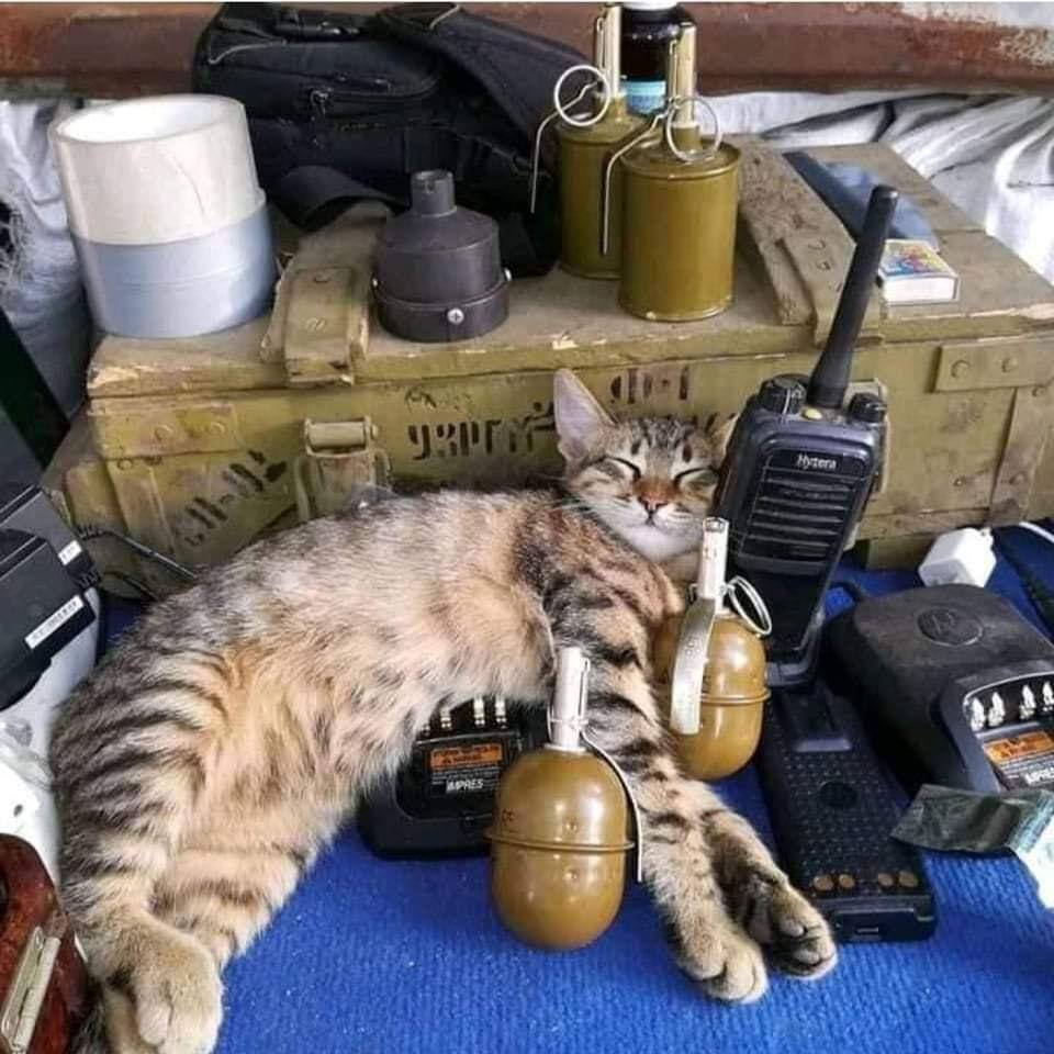 Mykola the cat lives next to the military.