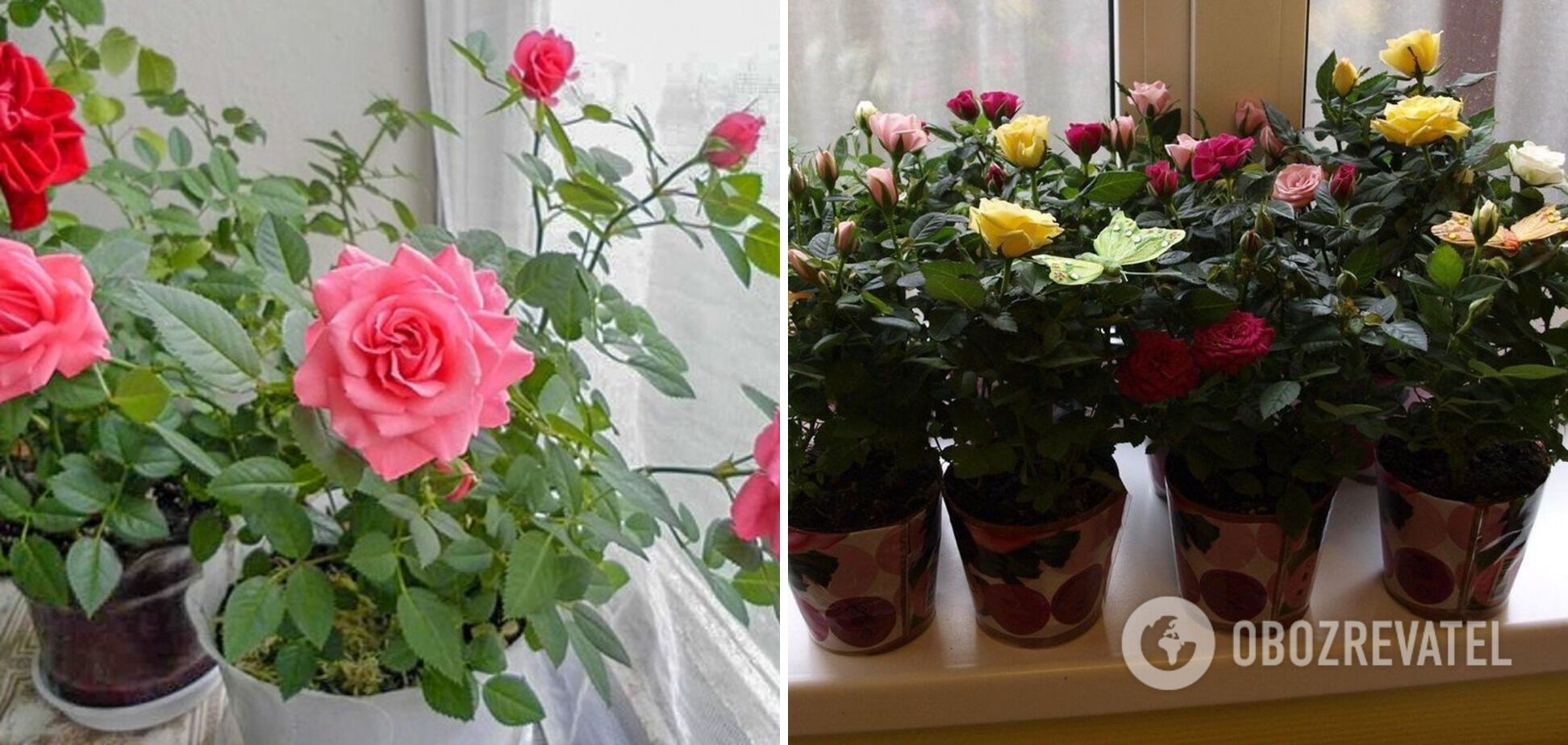 Palm and rose bring loneliness: what indoor flowers should not be put in the bedroom