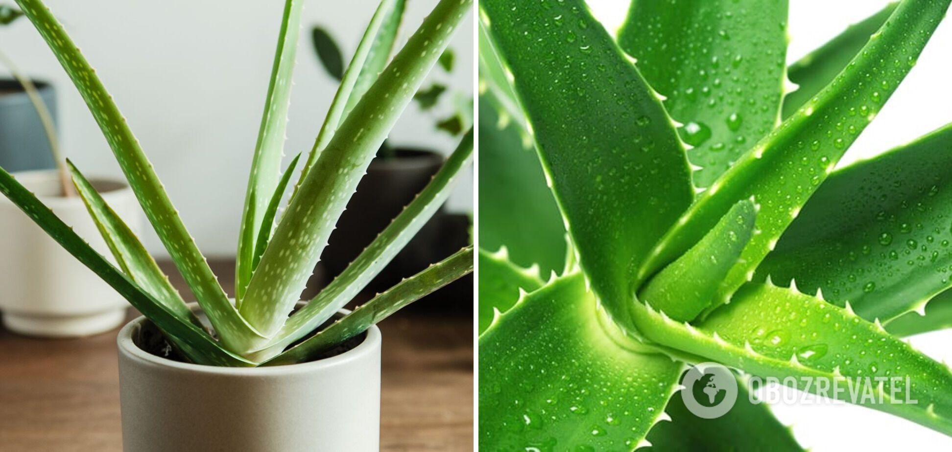 Which indoor plants are toxic to cats: a list