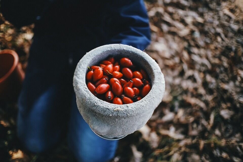 The healing properties of rose hips were used by the ancient Egyptians