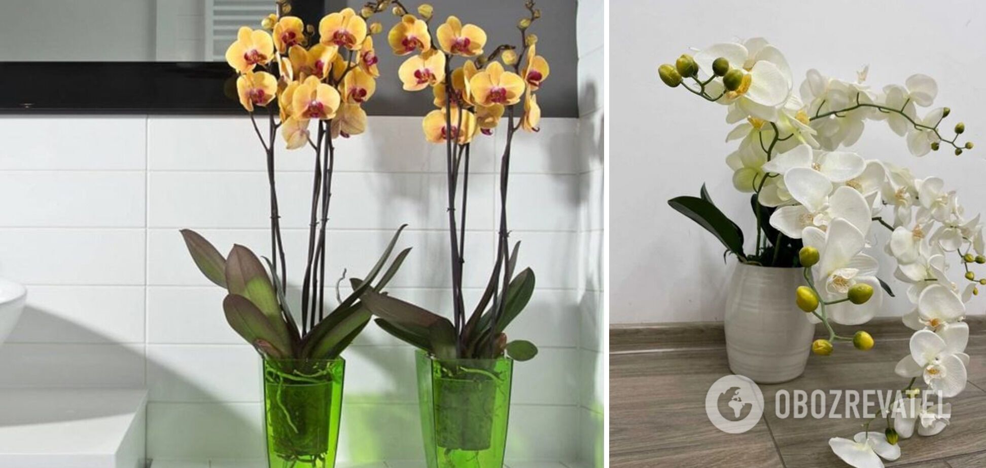 Orchid will grow faster: which pot is best to choose for the flower