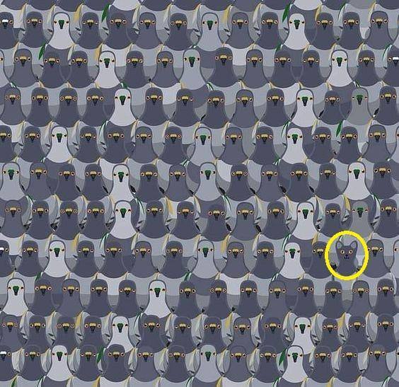 Znajdź kota wśród gołębi: tylko najsprytniejsi rozwiążą tę iluzję optyczną w 7 sekund