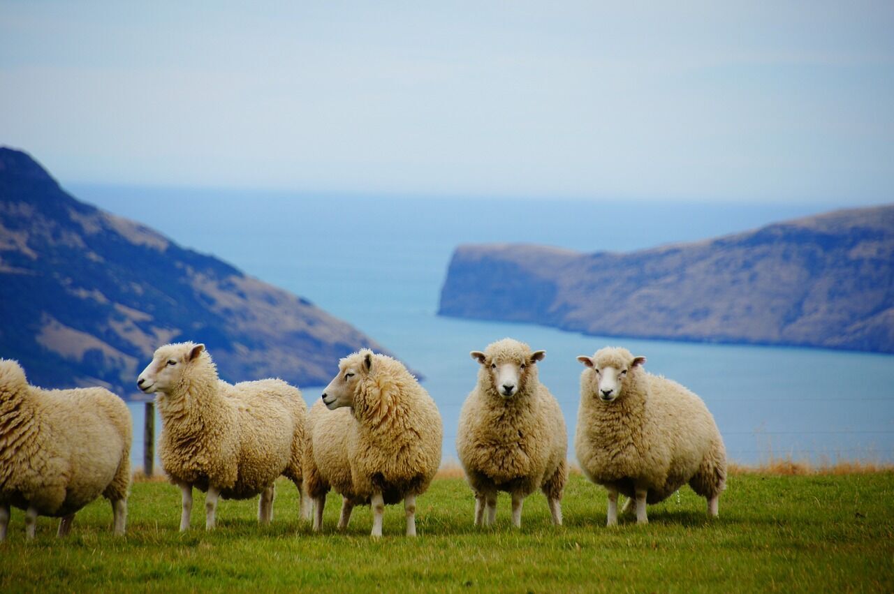 Many sheep and no corruption: what you need to know before traveling to New Zealand