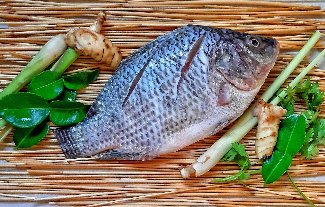 Tilapia fish