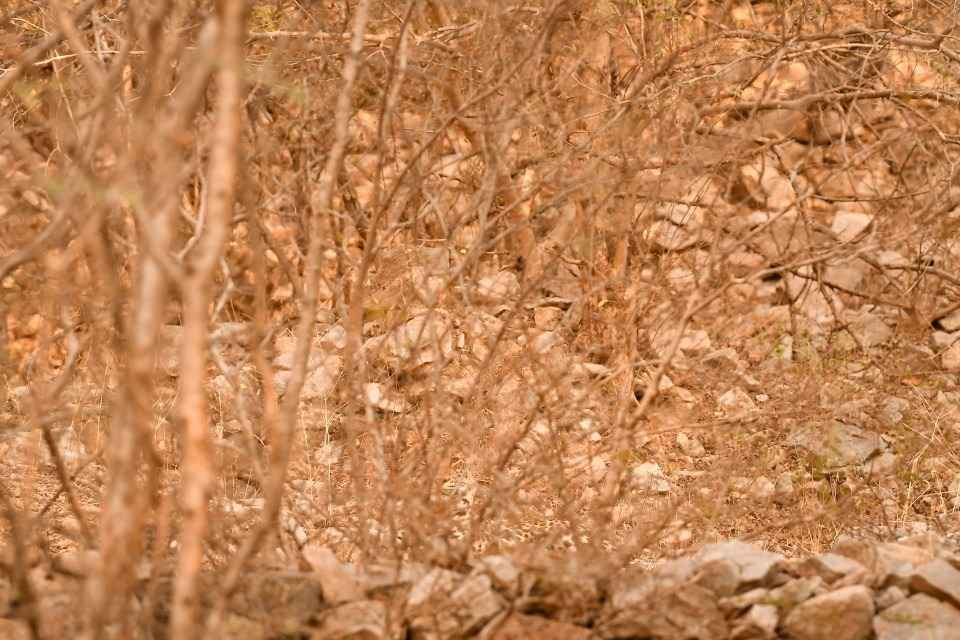 Find the leopard: a very difficult puzzle for the most attentive