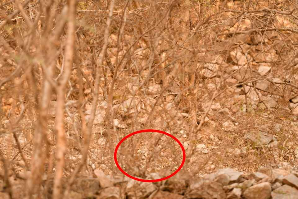 Find the leopard: a very difficult puzzle for the most attentive