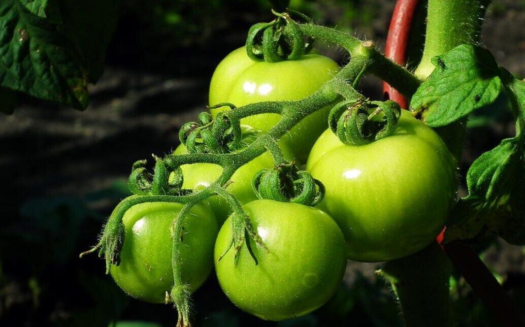 Korean-style green tomatoes for winter: a great alternative to any salads