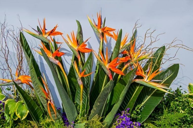 Indoor plants with leaves and flowers that look like animals: they will become a decoration for the house. Photo