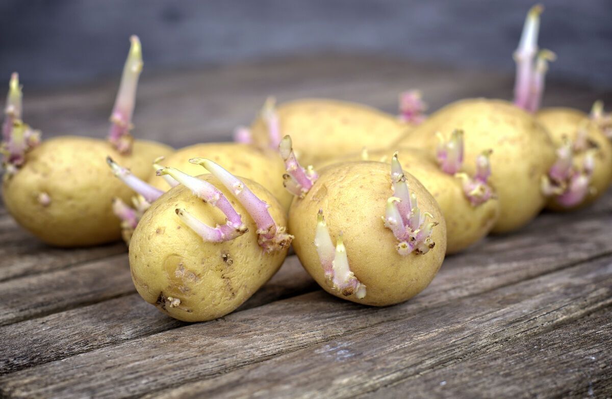 The most harmful potatoes have been named: never eat them
