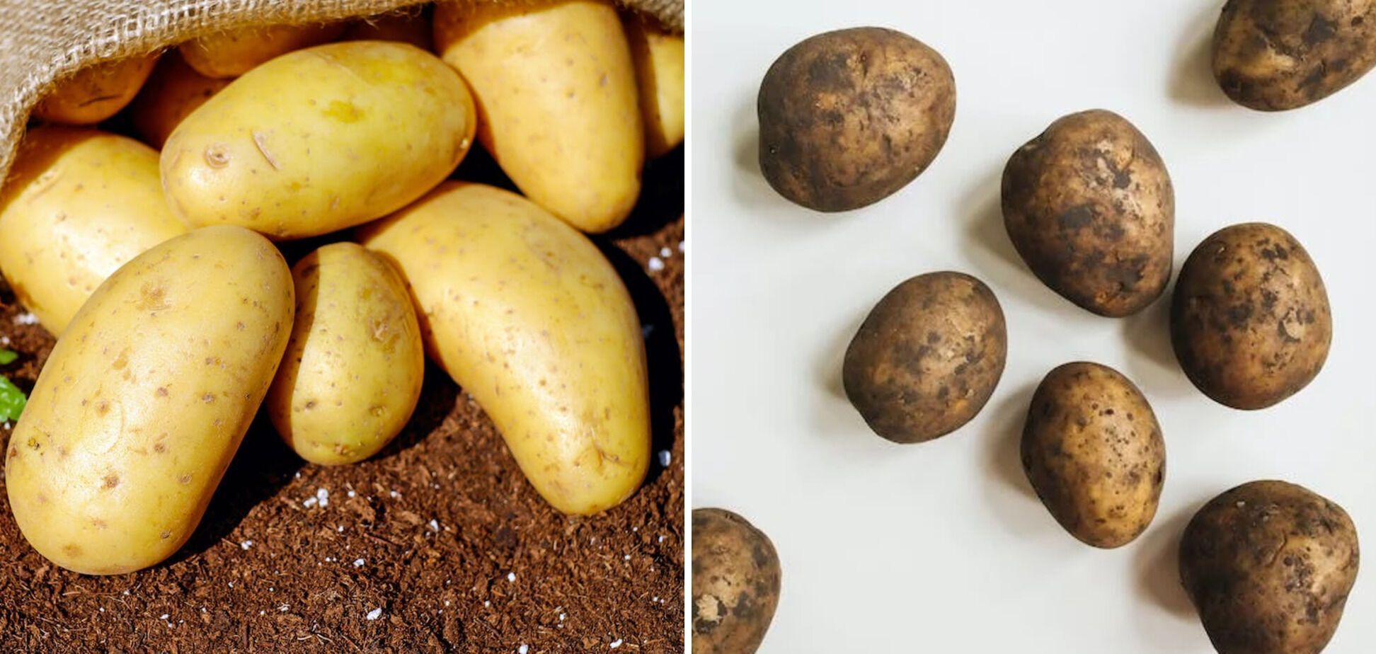 The most harmful potatoes have been named: never eat them