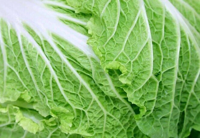 The benefits of Chinese cabbage