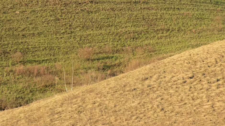 Znajdź zająca w 20 sekund: ciekawa łamigłówka dla najbardziej uważnych