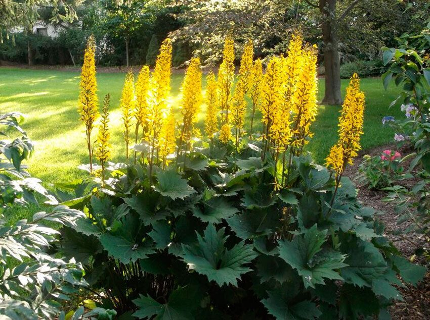 Unpretentious and beautiful: three plants that will delight with flowers for many years