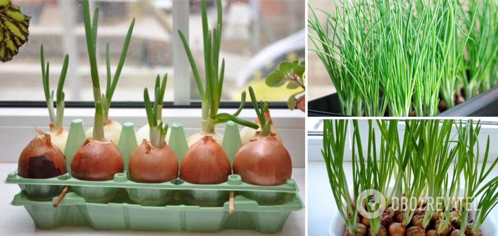 How to grow green onions in winter on the windowsill so they don't get bitter