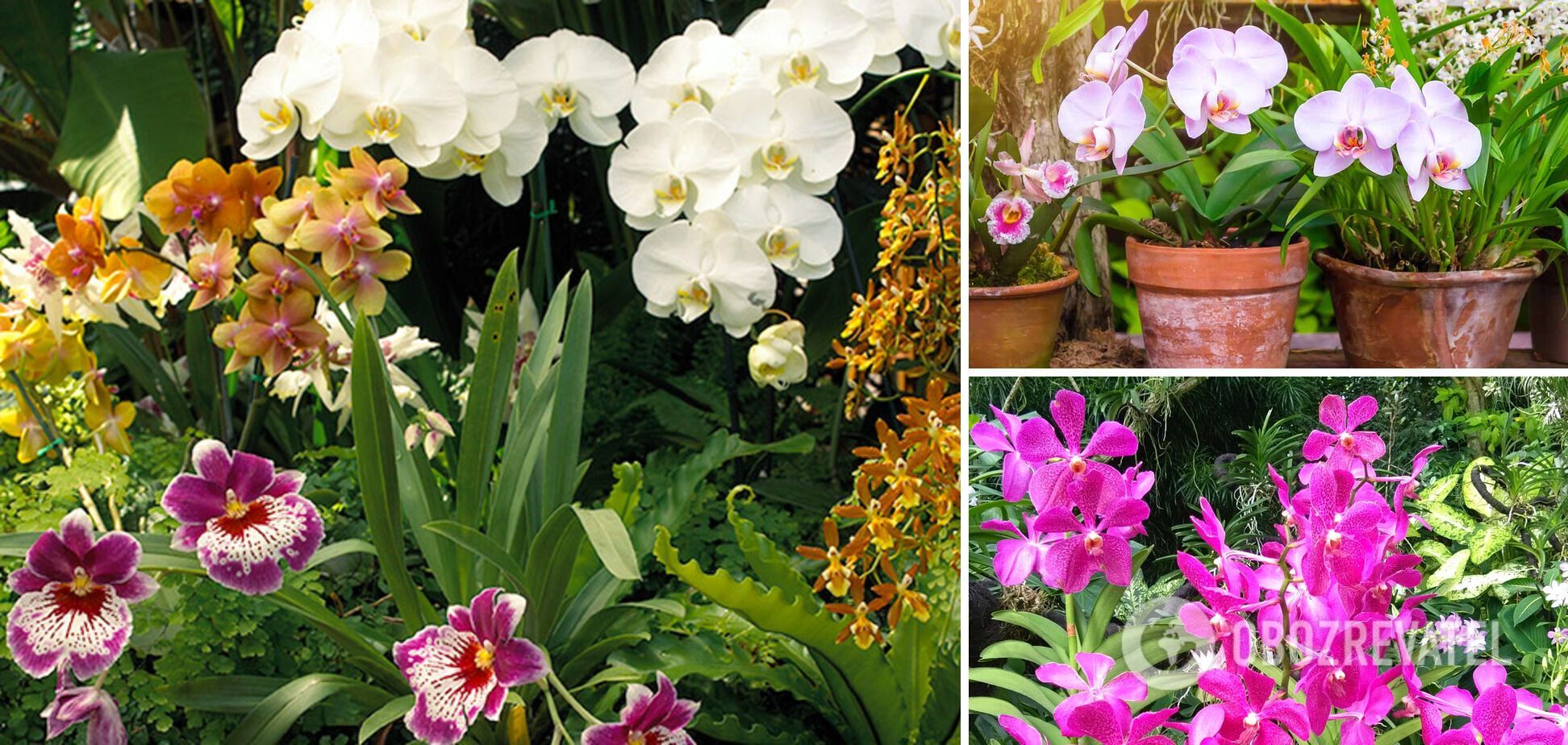 How to determine the age of an orchid at home and in the store: an easy way