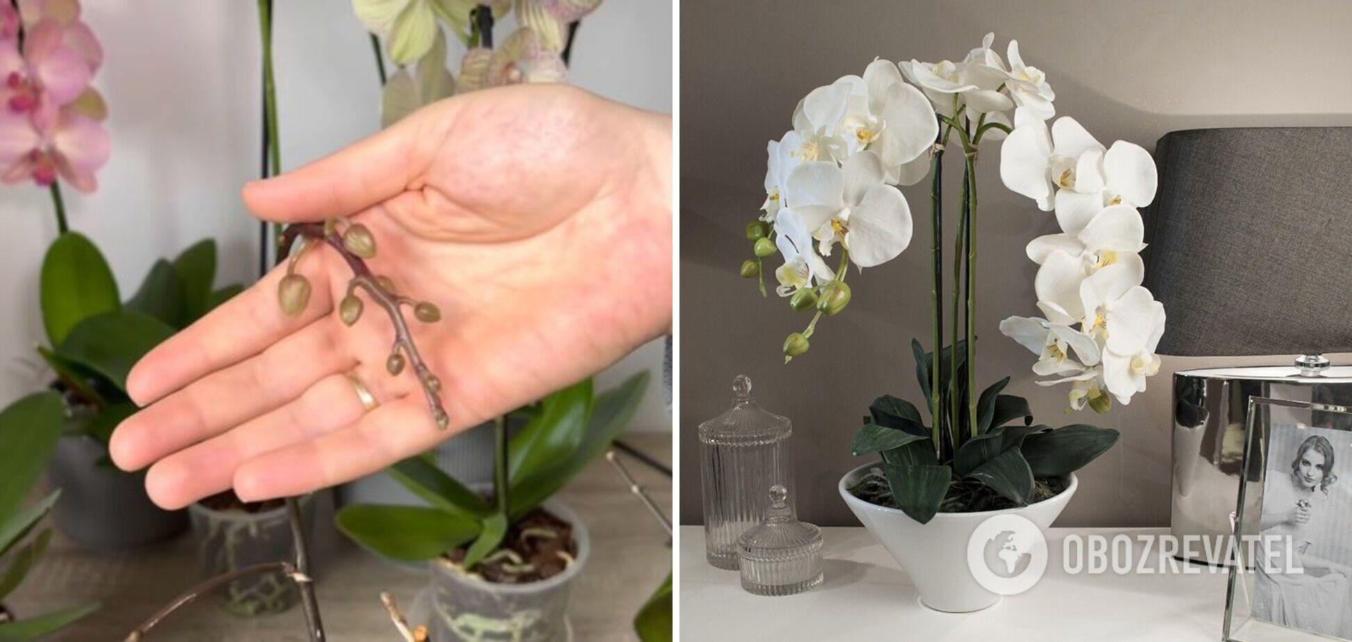 How to awaken dormant orchid buds: an express method