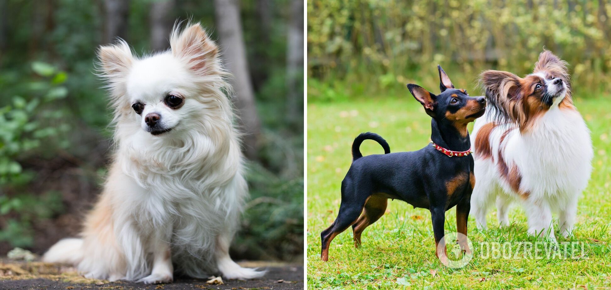 Cute at first sight only: which dog breeds families with children should not choose