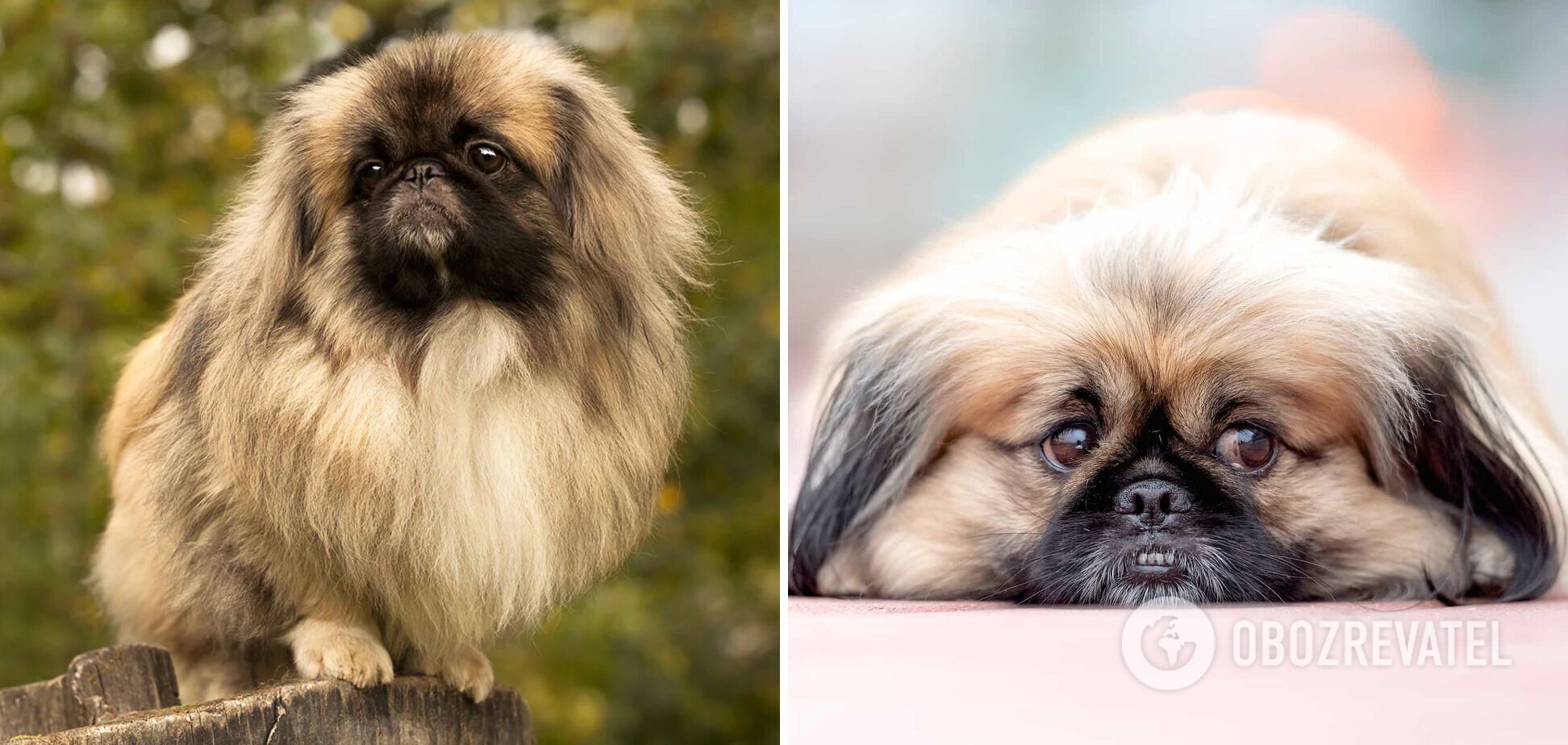 Cute at first sight only: which dog breeds families with children should not choose