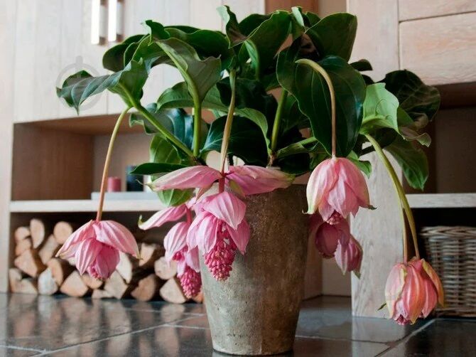 Not suitable for busy people: which indoor flowers require the most care