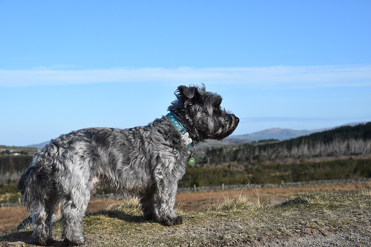 Glen of Imaal Terrier