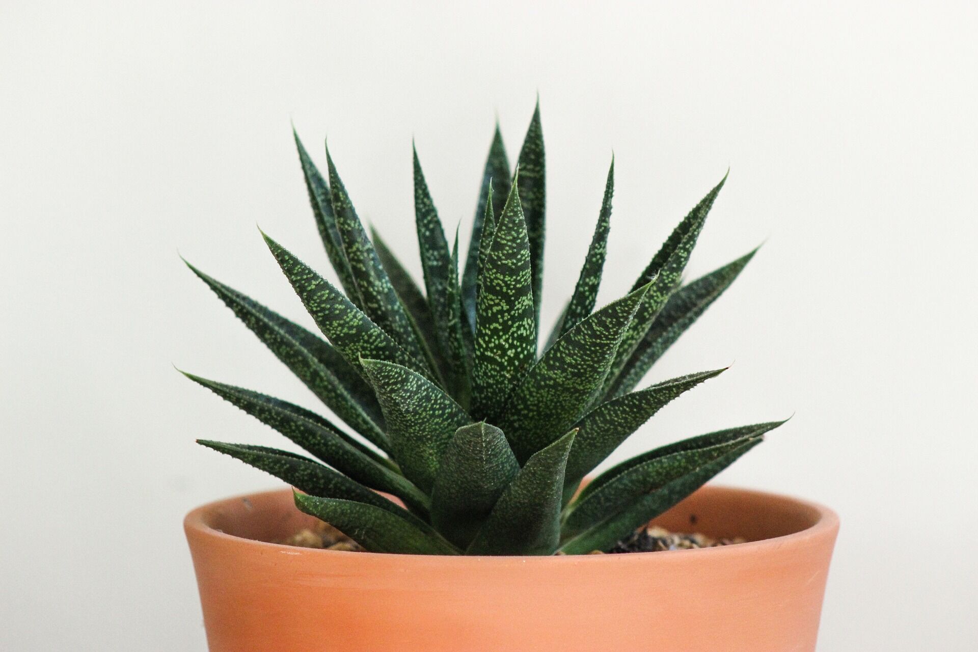 Aloe vera helps to cope with headaches