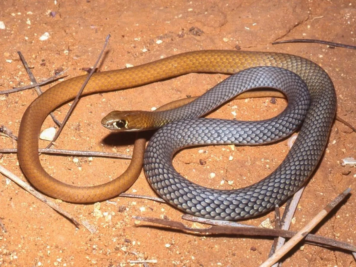 D. cyanochasma ma miedzianą głowę i ogon, aby wtopić się w piaszczystą pustynię