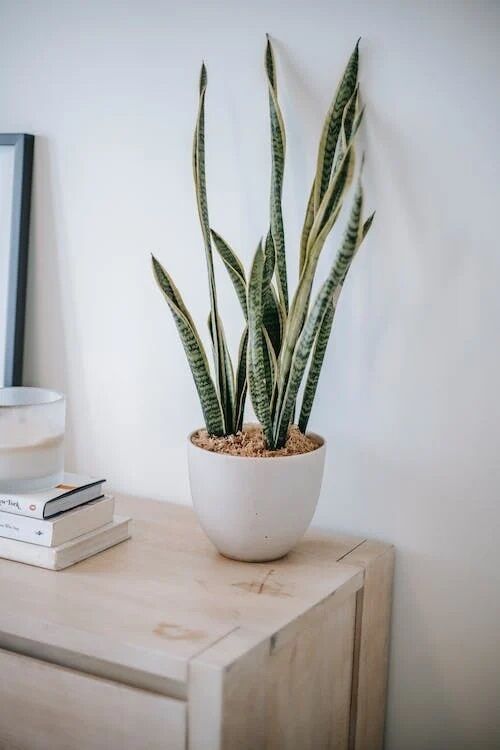 Not just cacti: what plants can be kept in rooms with little light