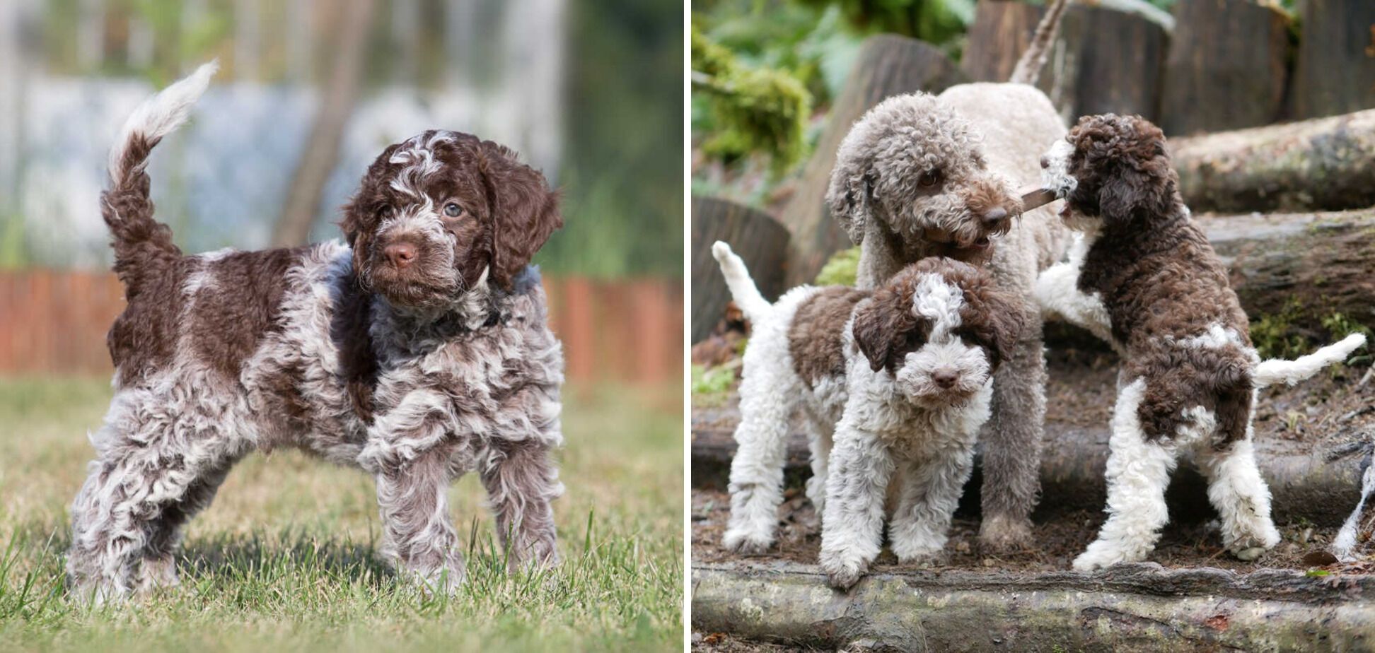 Some breeds of dogs can disappear: the rarest breeds