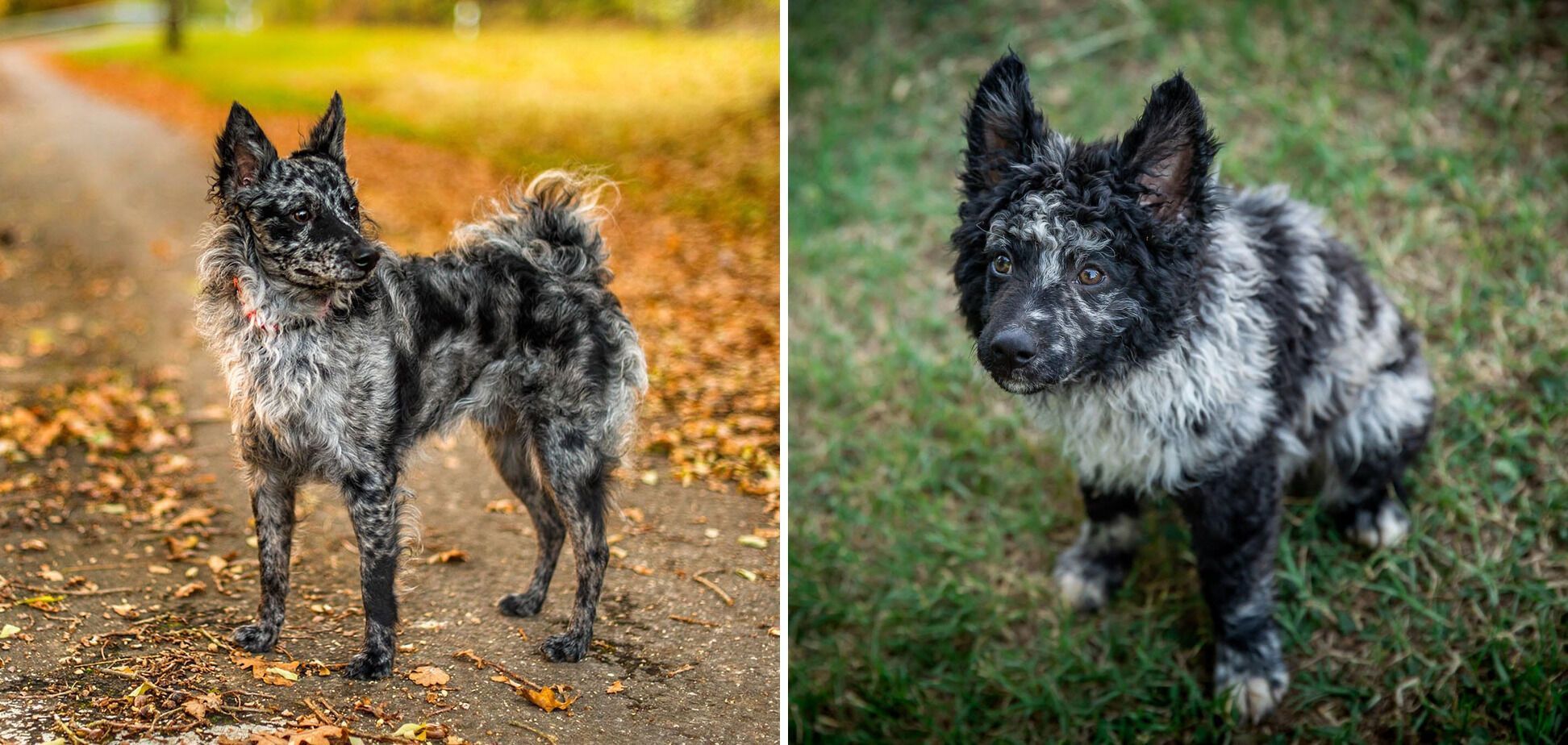 Some breeds of dogs can disappear: the rarest breeds