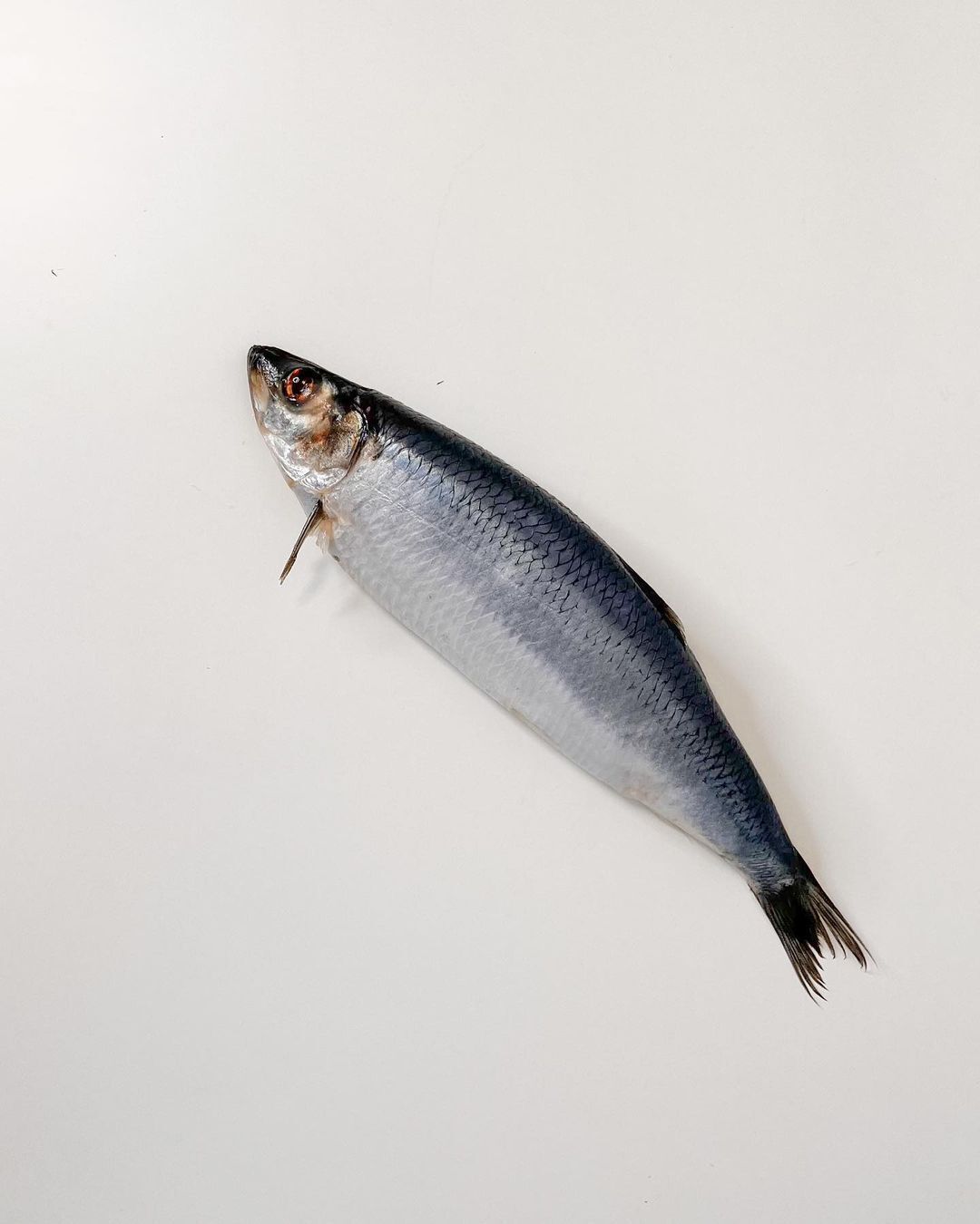 How to choose herring