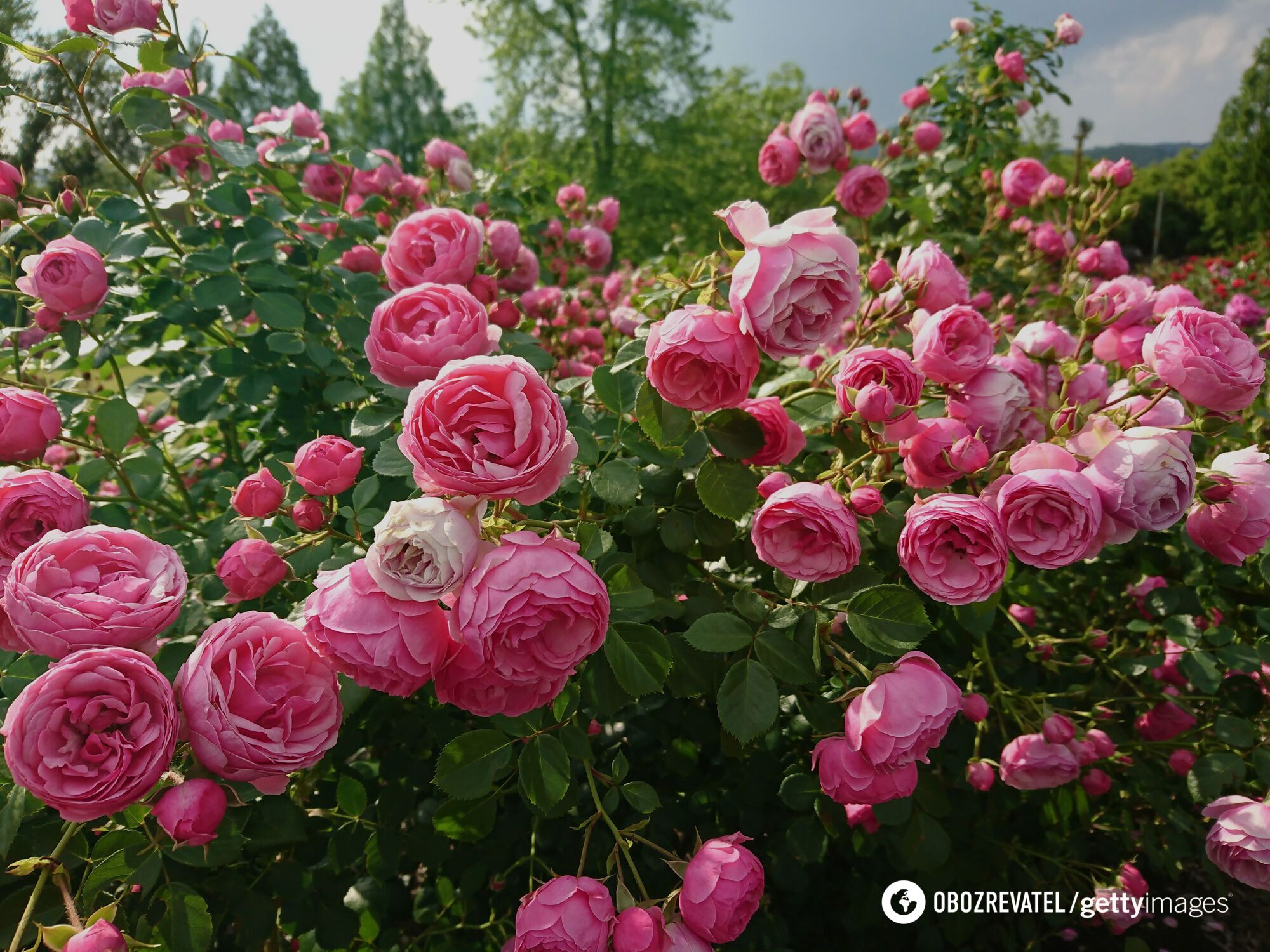 You need to cut peony stems under running water