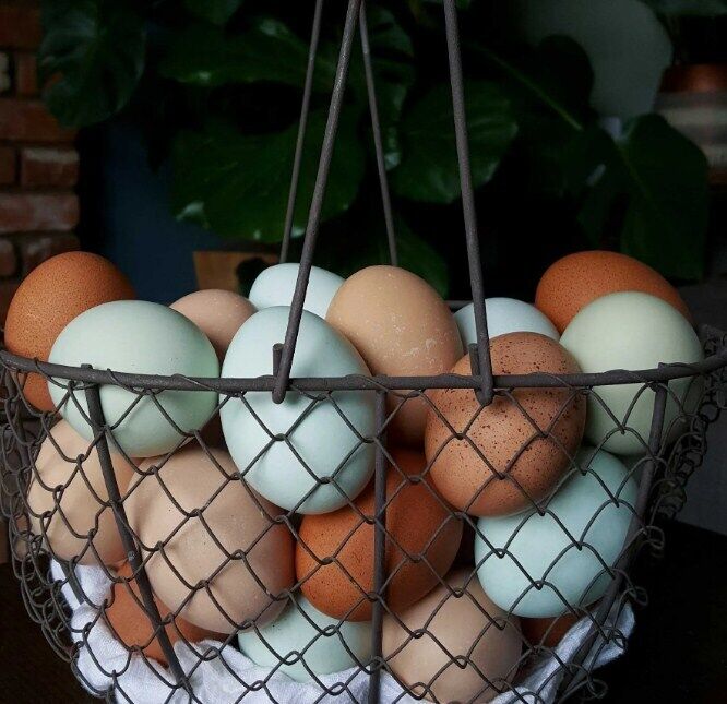 How to keep eggs fresh longer