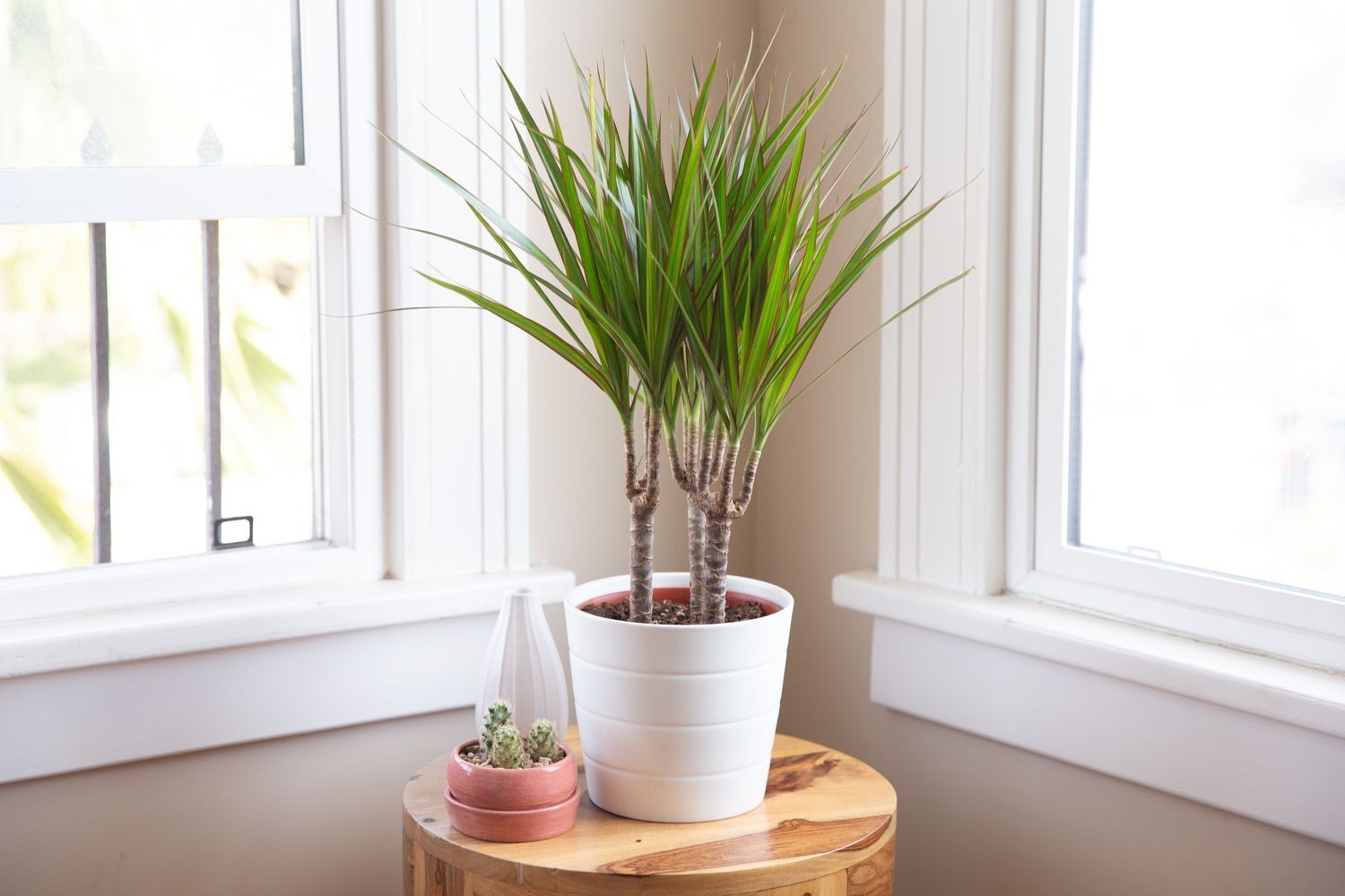 Absorbs tiny drops of water: this popular houseplant can help get rid of mold