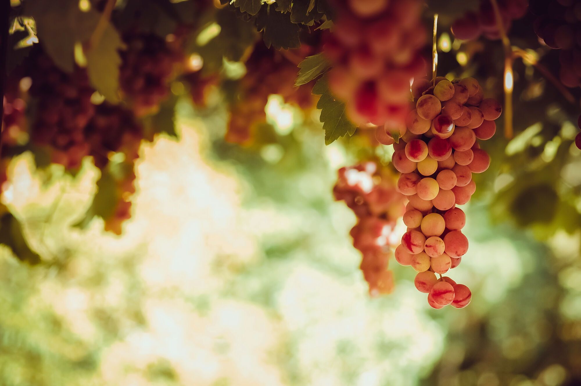 The best European wine regions are named
